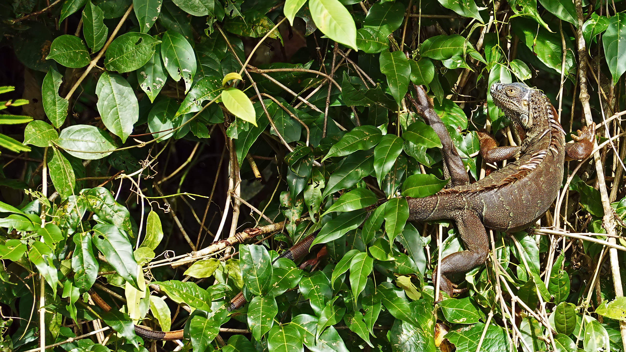 Leguan im Baum
